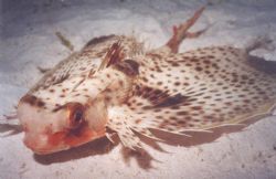 Flying Gurnard, Crocodile Avenue, Pulau Mabul. Caught it ... by Jeremy Lee 